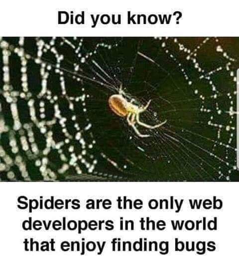 Spider are web developers who enjoy finding bugs