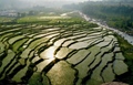 Rice Field Pakistan