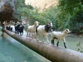 Goat crossing river Pakistan