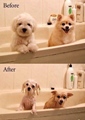 doggy before and after wash
