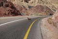 Animal crossing road Mountain Pakistan