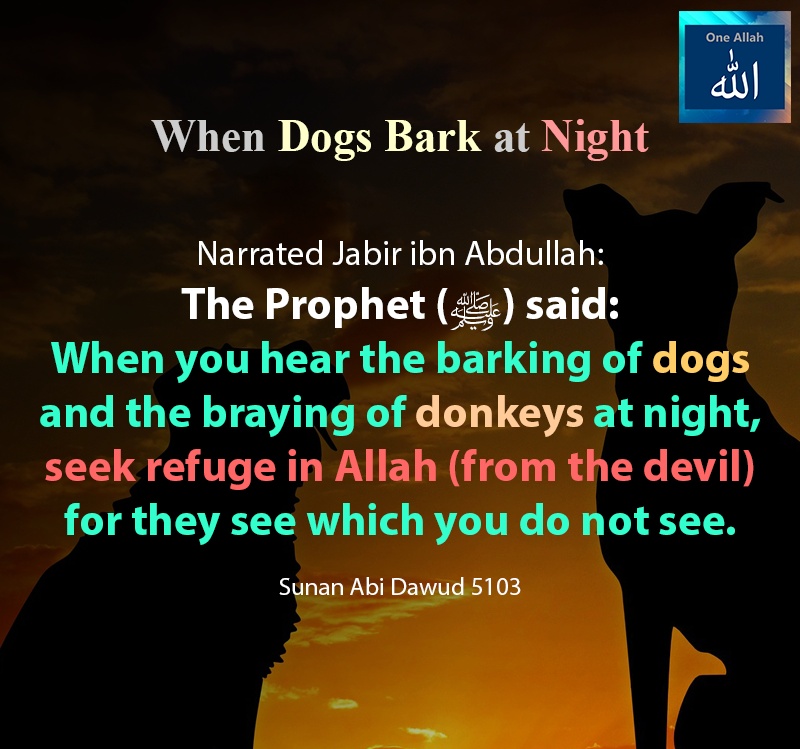 When dogs bark and the braying of donkeys at night - Seek refuge in Allah from devil - Sunah Abi Dawood - 5103
