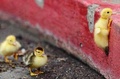 Duck struggle