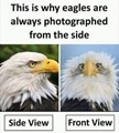 This is why eagles are photographed from the side
