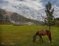Pakistan mountain horse