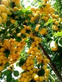 A tree full of apricots - Pakistan