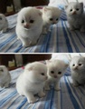 Cutie cats