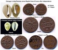 Coins of Mughal times in India - Pakistan