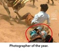 Photographer of the year with cow hit