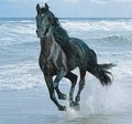 Majestic Horse Irene