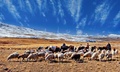 Goats Pakistan
