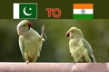 pakistan reply to india