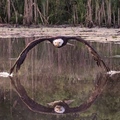 Eagle picture - Wings touches river