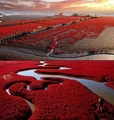 Red Beach - Panjin China