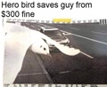 hero bird saves from fine